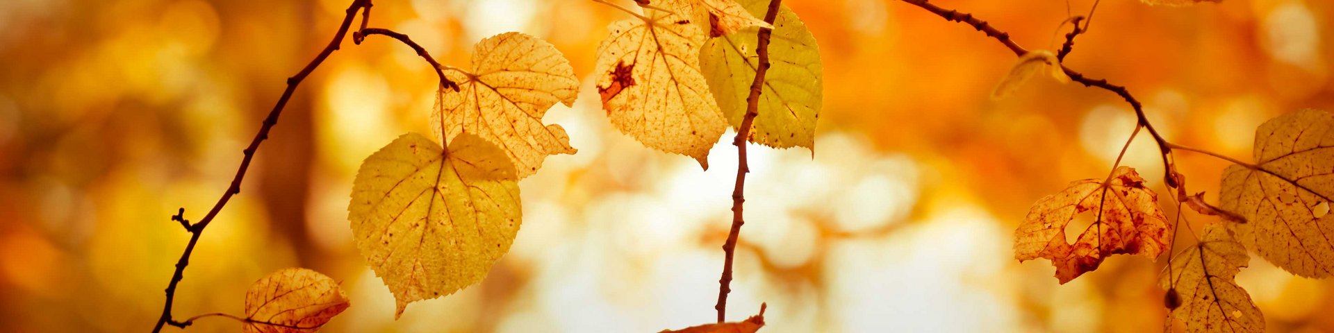 Billedet viser en række gyldne efterårsblade, der hænger fra grene. Baggrunden er sløret og har varme orange og gule nuancer, der skaber en hyggelig og varm atmosfære, typisk for efteråret.